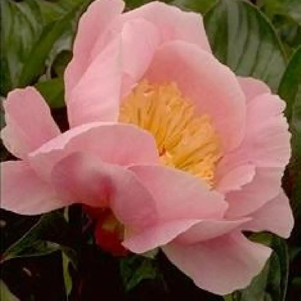 PAEONIA 'Fanny Crosby'