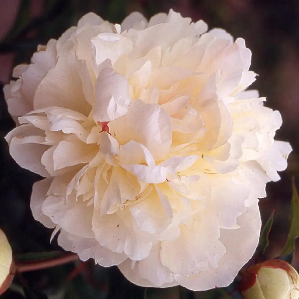 PAEONIA 'Georgiana Shaylor'