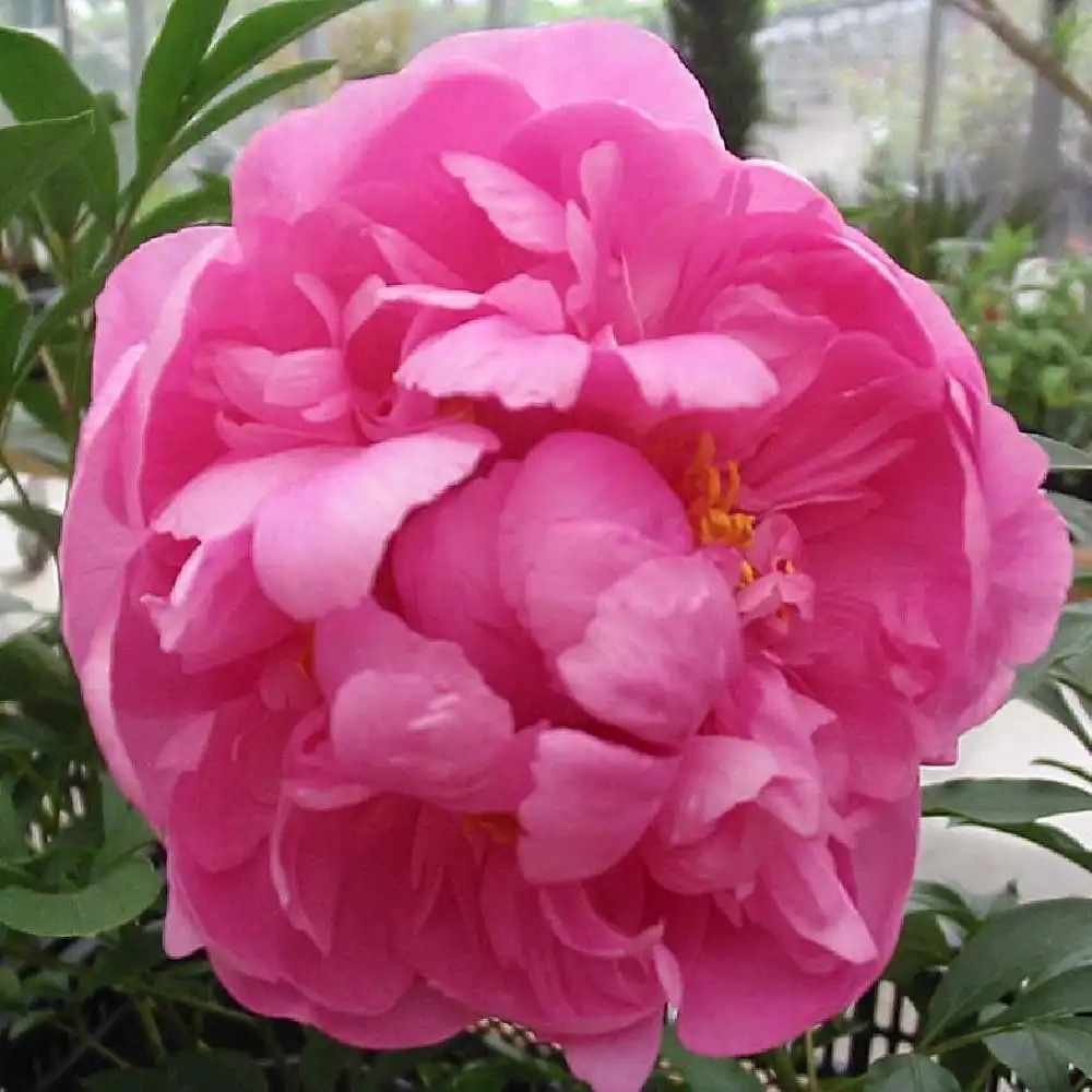 PAEONIA 'Gilbert Barthelot'