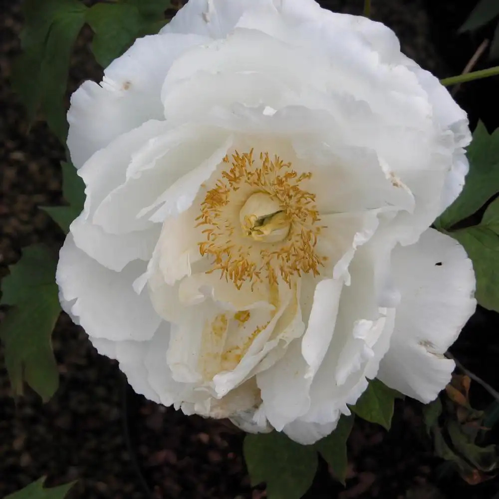 PAEONIA 'Godaishu'