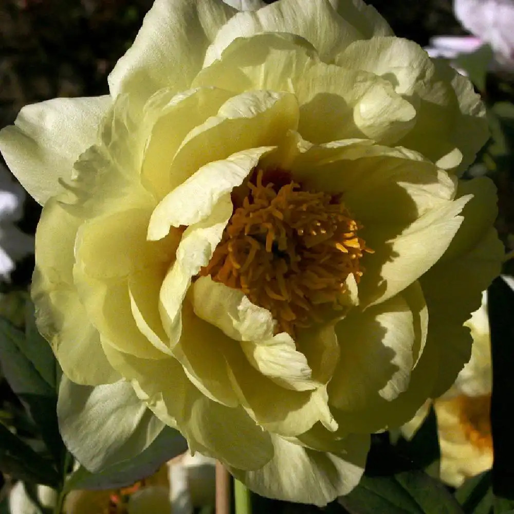 PAEONIA 'High Noon'