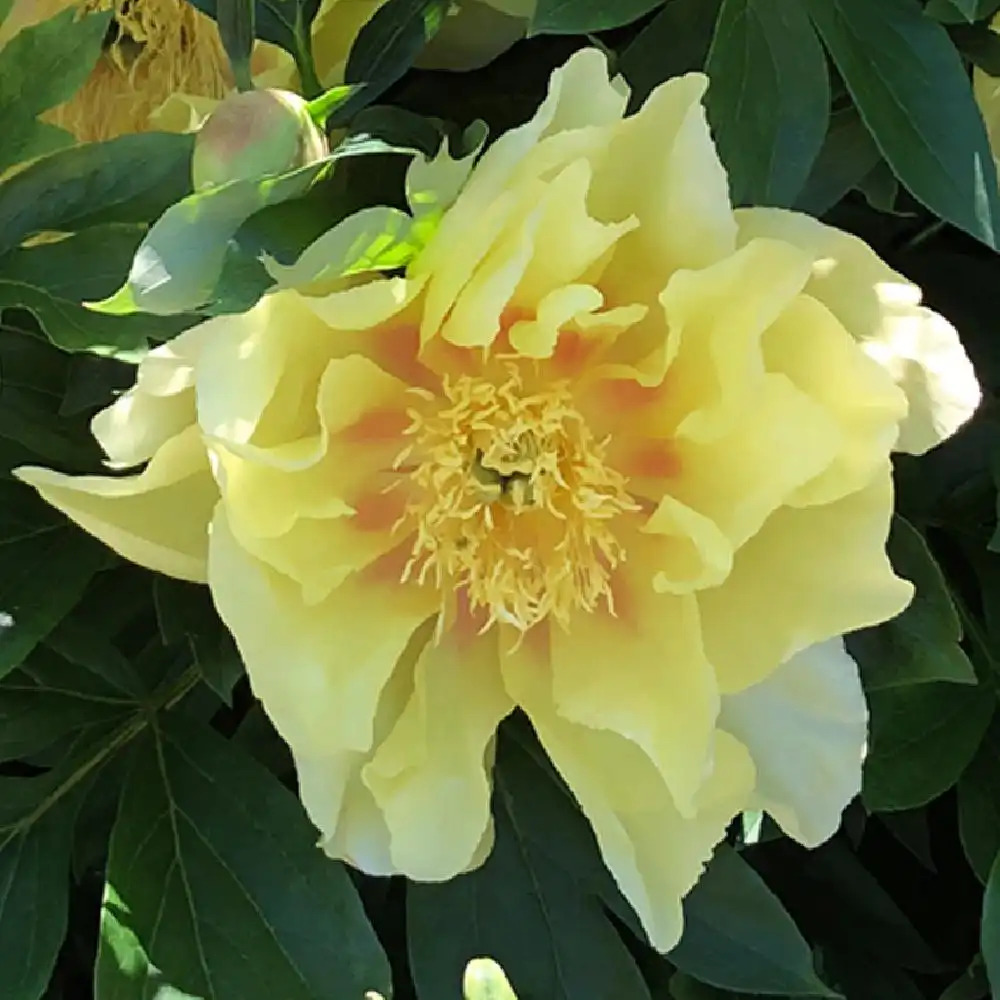 PAEONIA itoh 'Bartzella'