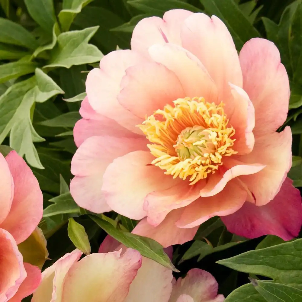 PAEONIA itoh 'Julia Rose'