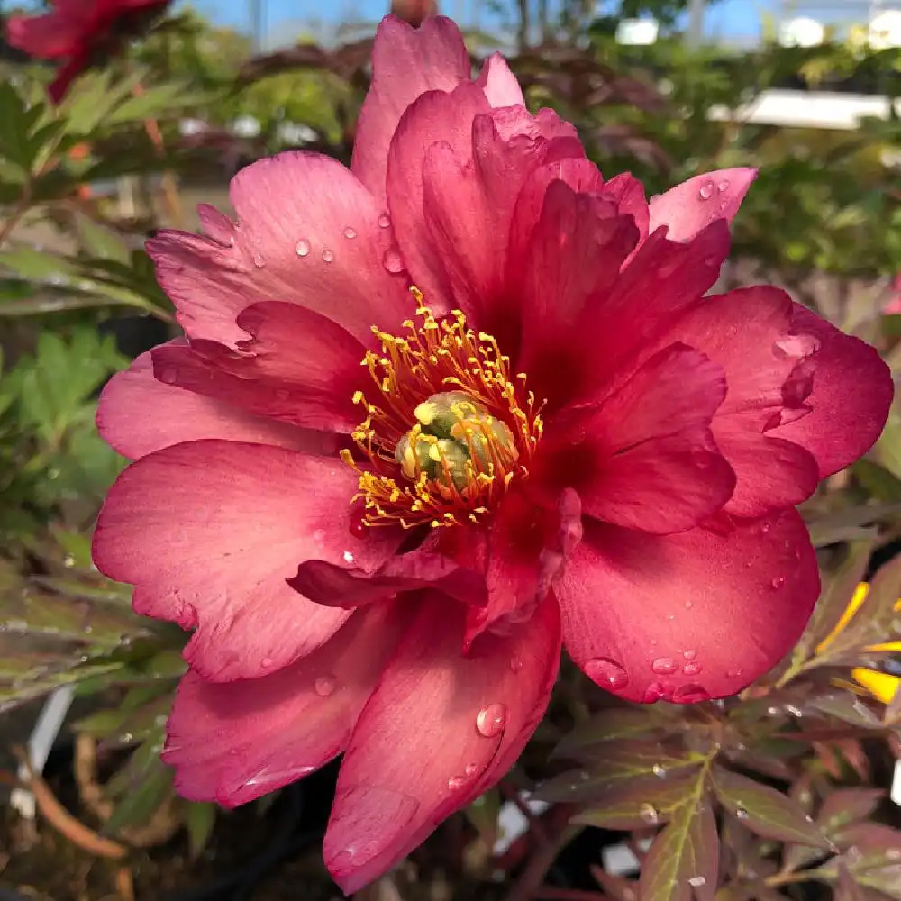 PAEONIA itoh 'Magical Mystery Tour'