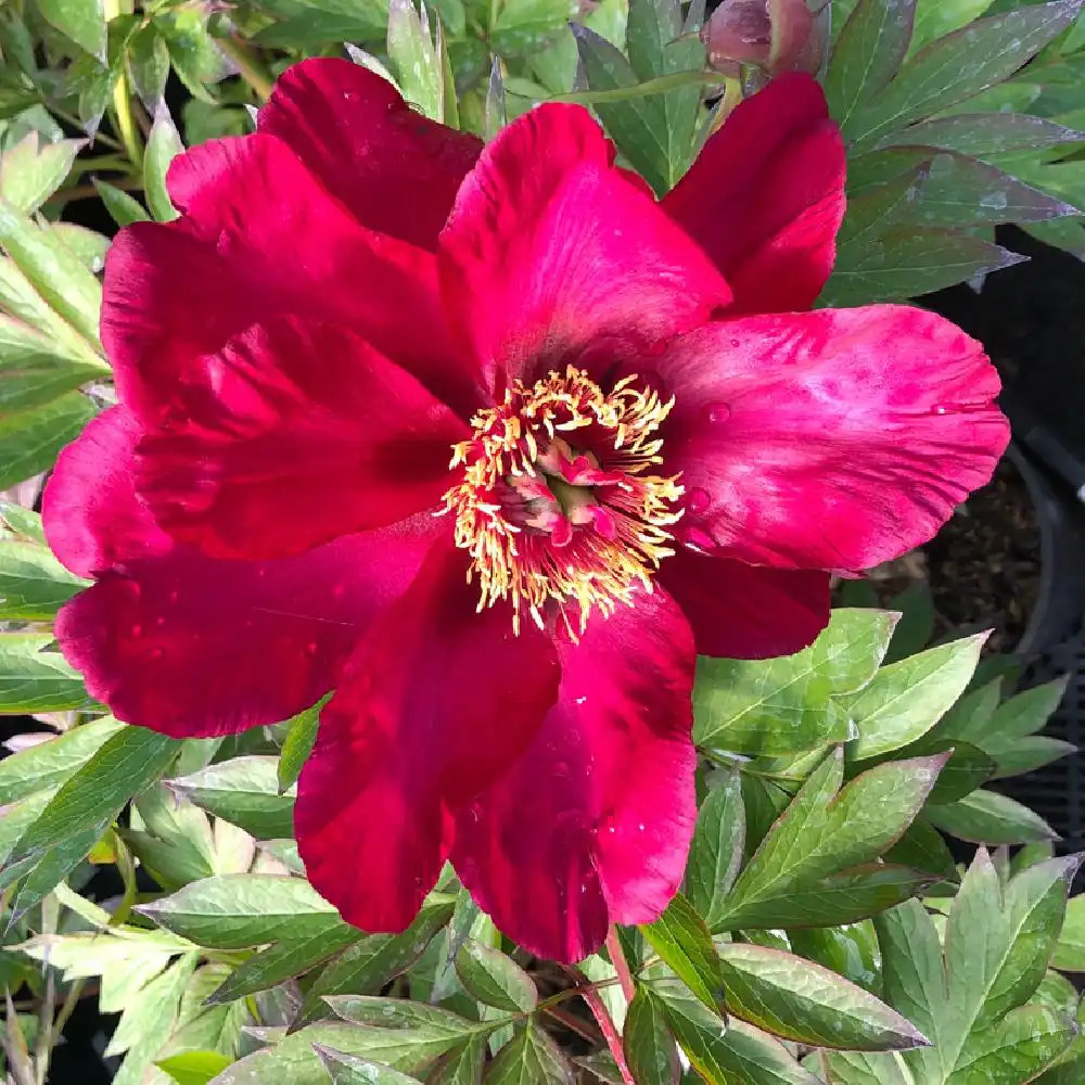 PAEONIA itoh 'Morning Lilac'