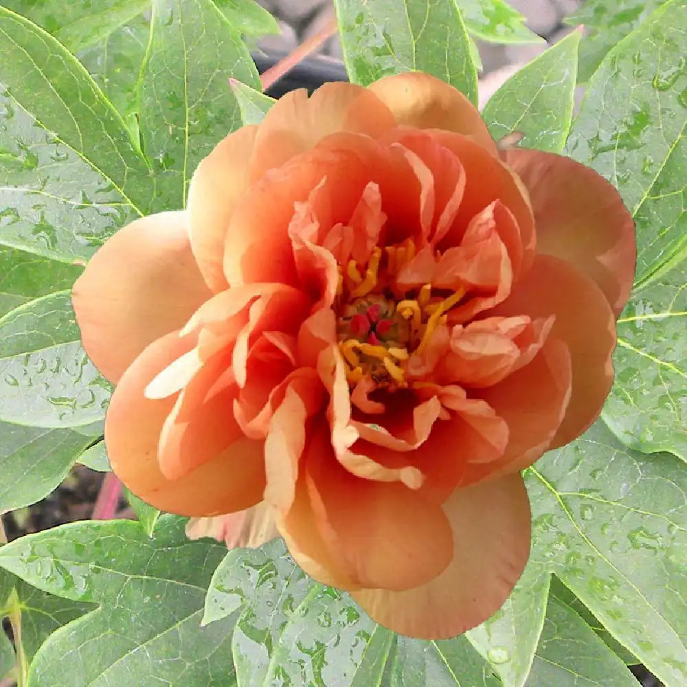 PAEONIA itoh 'Orange'