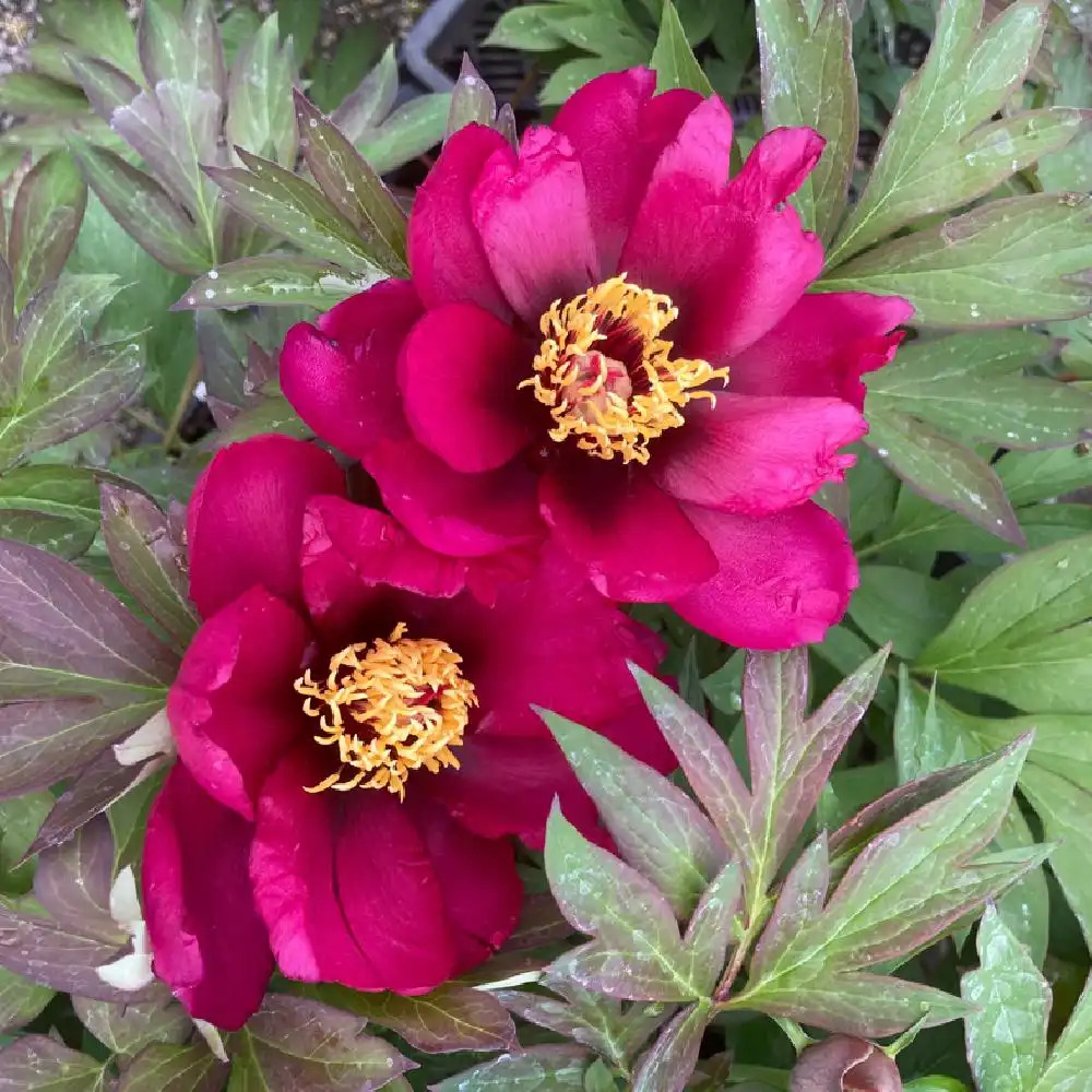 PAEONIA itoh 'Pink Ardour'