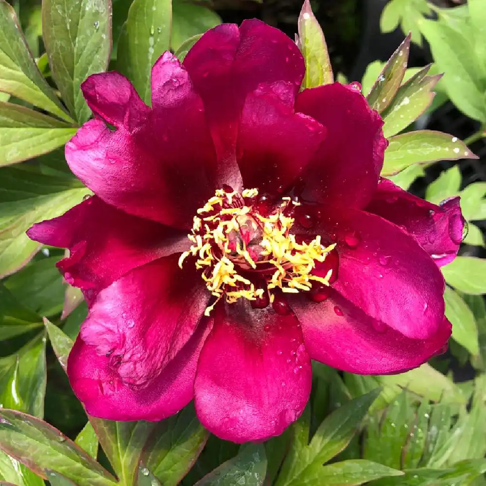 PAEONIA itoh 'Pink Double Dandy'