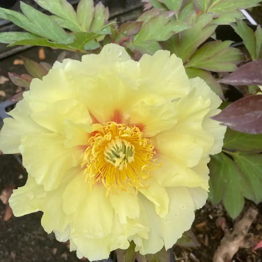 PAEONIA itoh 'Prairy Charm'