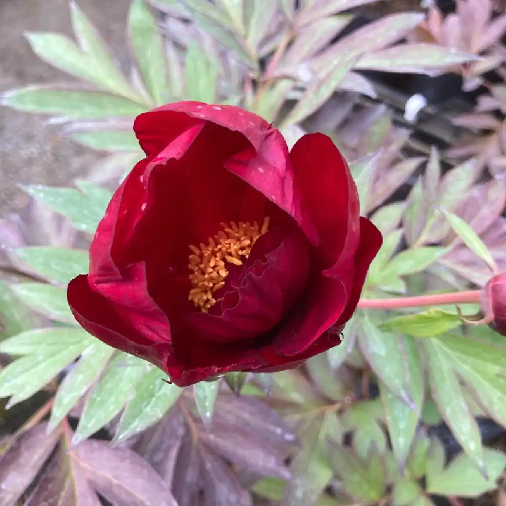 PAEONIA itoh 'Scarlet Heaven'