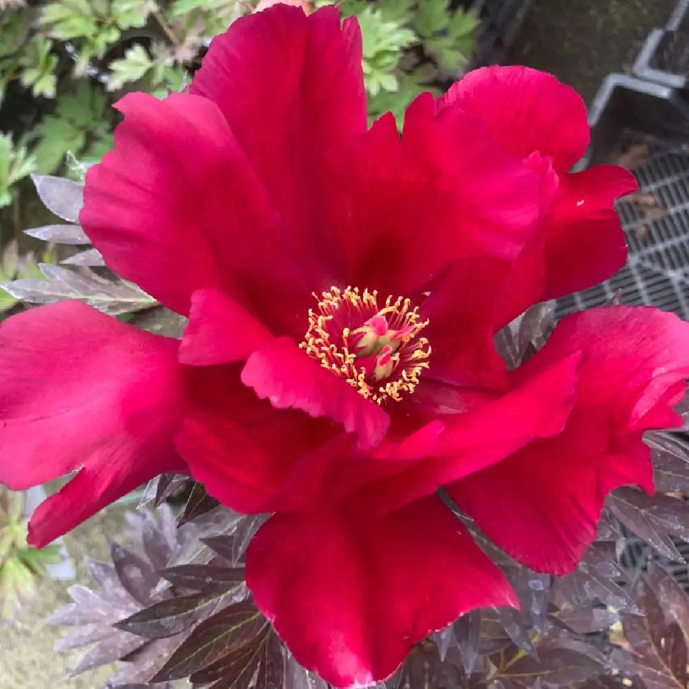 PAEONIA itoh 'Unique'