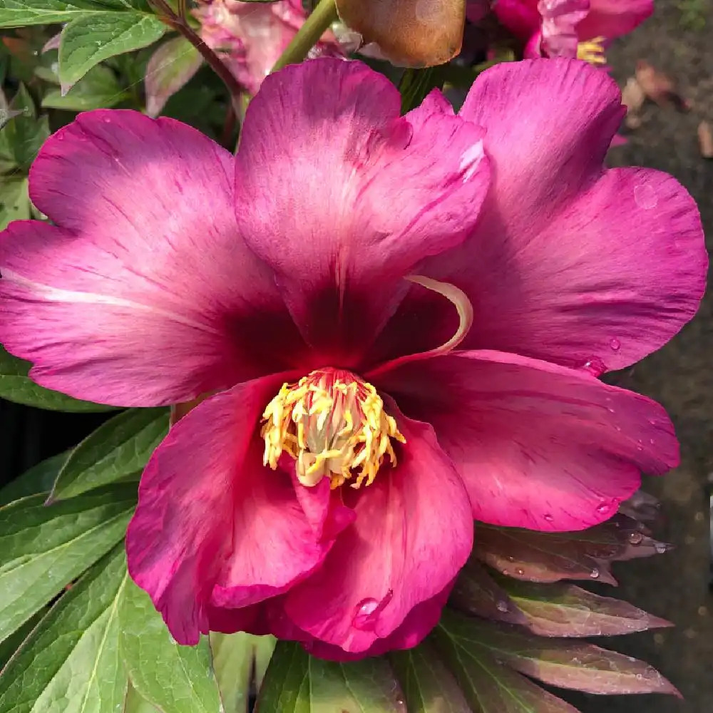 PAEONIA itoh 'Yankee Doodle Dandy'