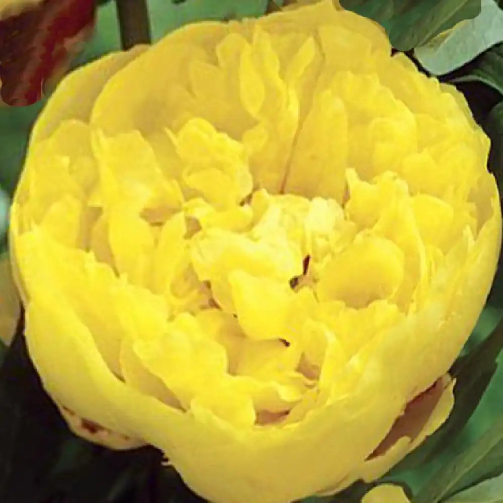 PAEONIA itoh 'Yellow Crown'