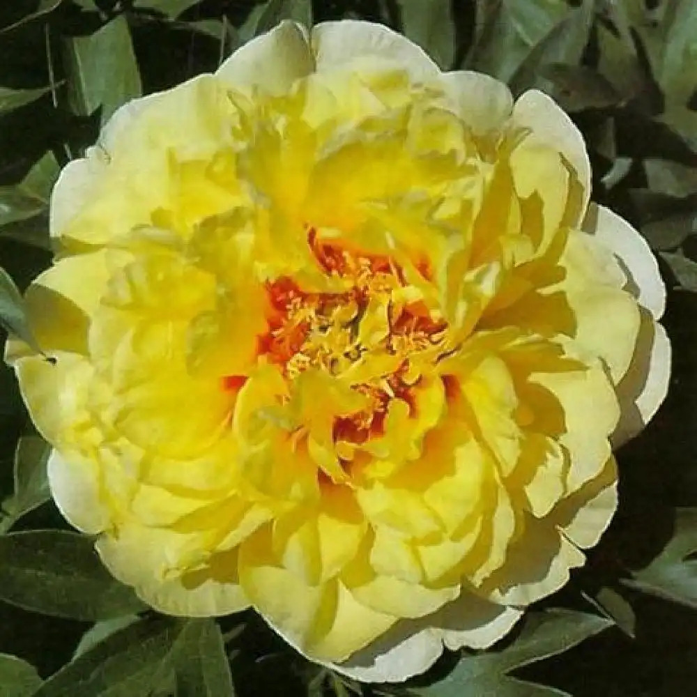 PAEONIA itoh 'Yellow Heaven'