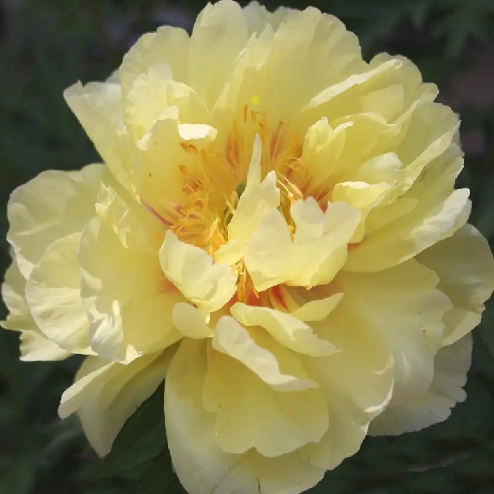 PAEONIA itoh 'Yellow Waterlilly'