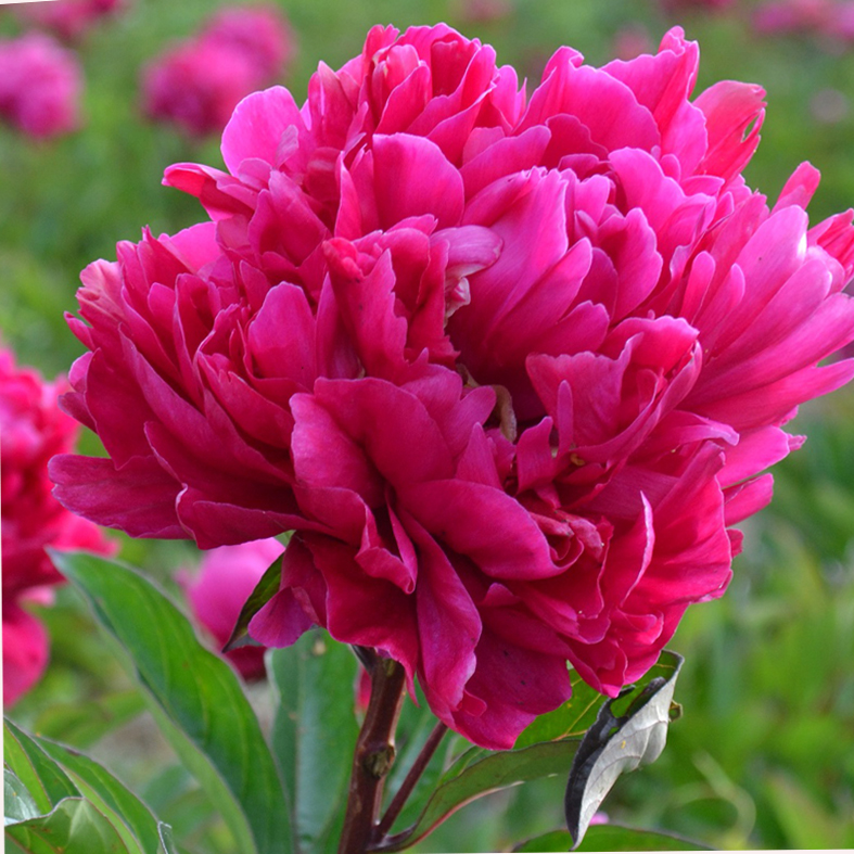 PAEONIA 'Karl Rosenfield'