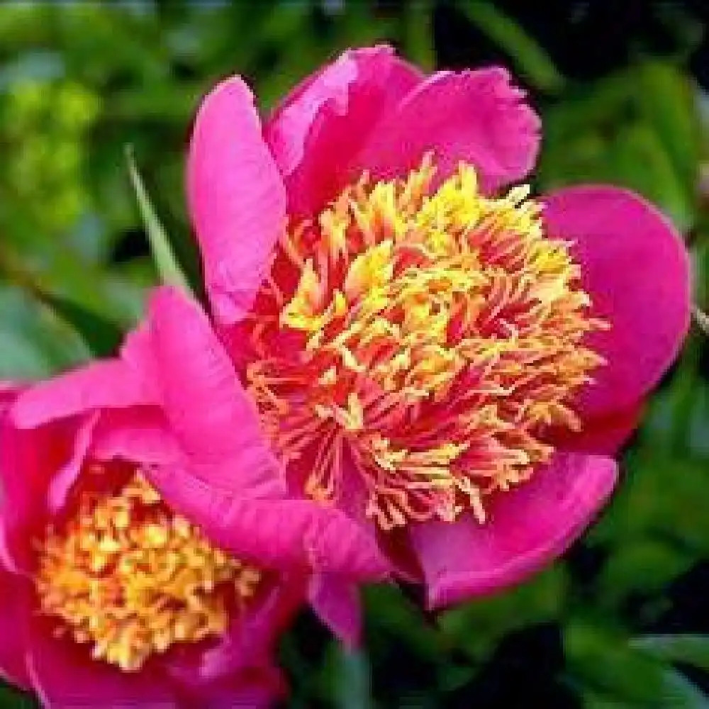 PAEONIA 'Kino Kimo'