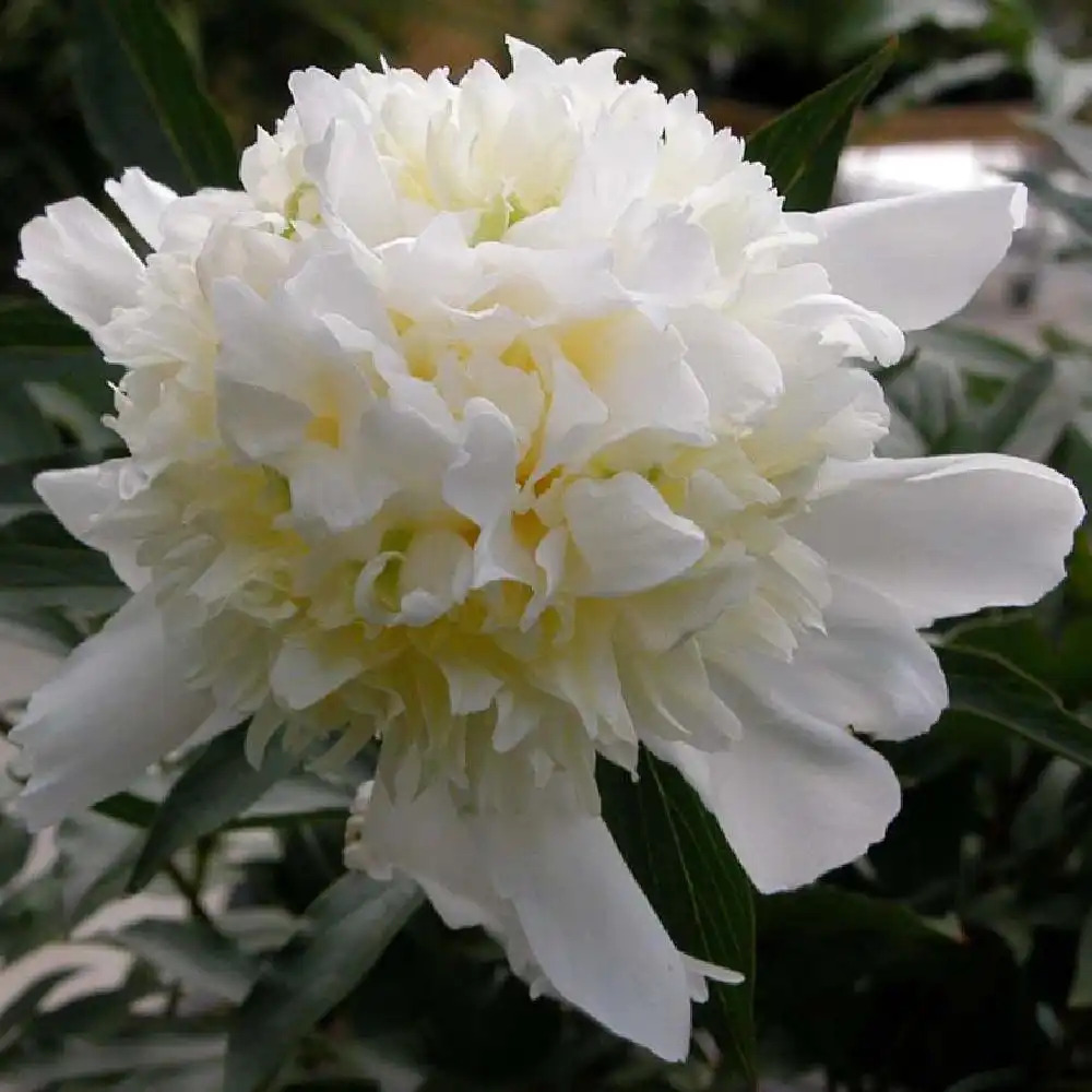 PAEONIA 'Laura Dessert'