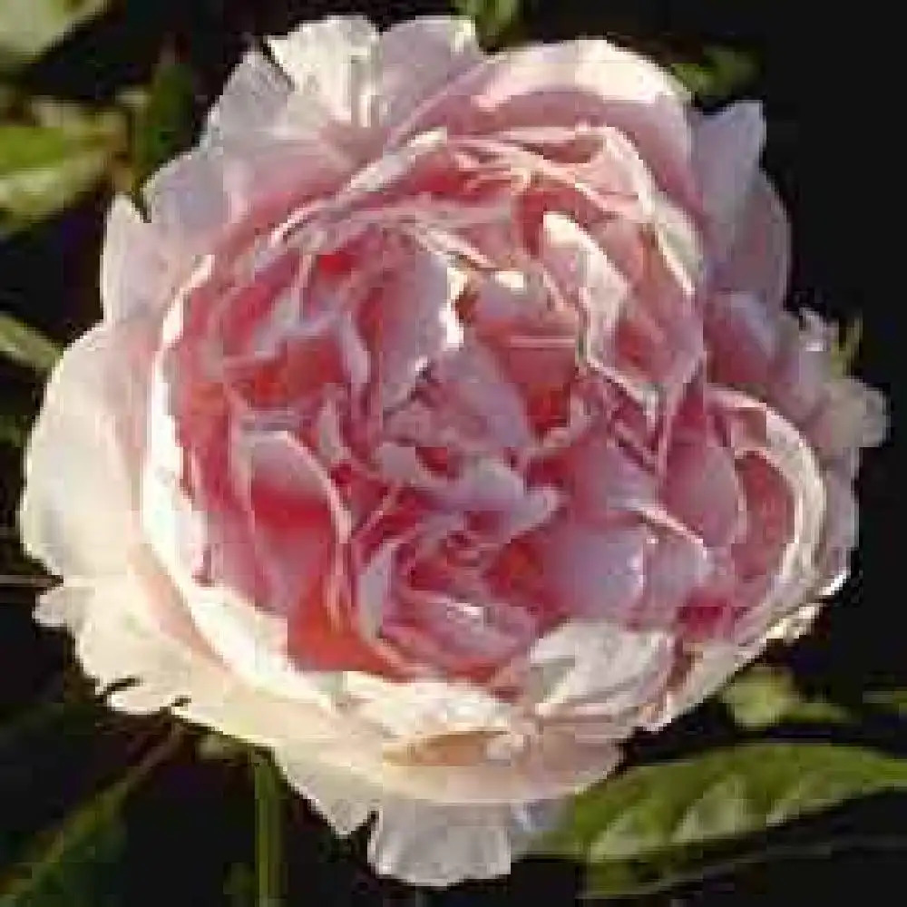 PAEONIA 'Lady Orchid'