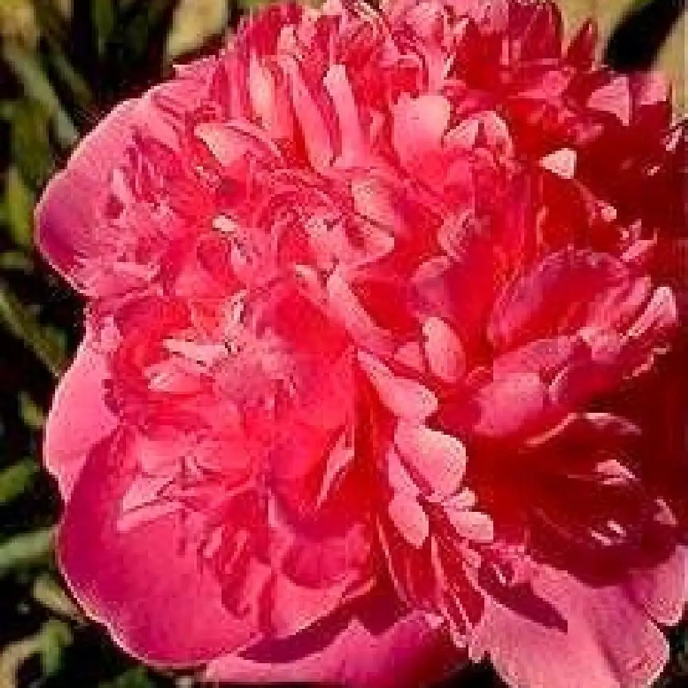 PAEONIA 'Mariette Vallée'