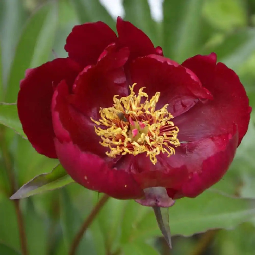 PAEONIA 'Miss Mary'