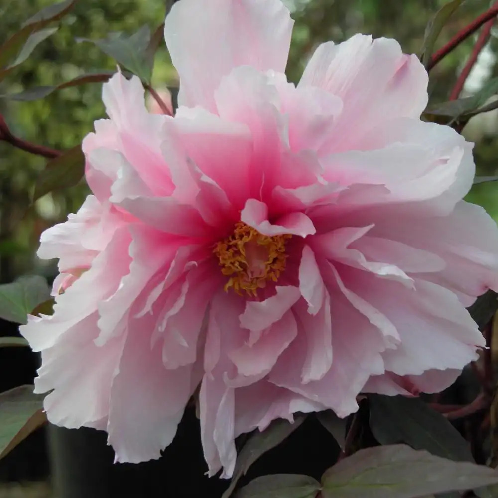 PAEONIA 'Mikasayana'