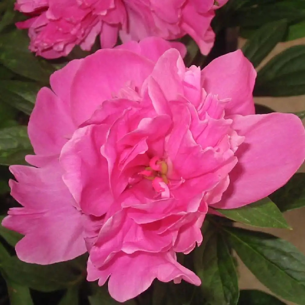 PAEONIA 'Mme Calot'