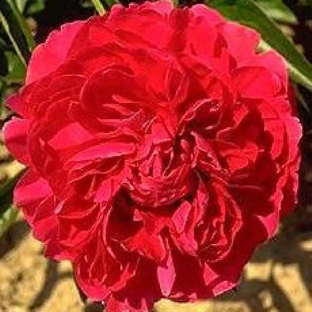 PAEONIA 'Monsieur Adam Modzelewski'