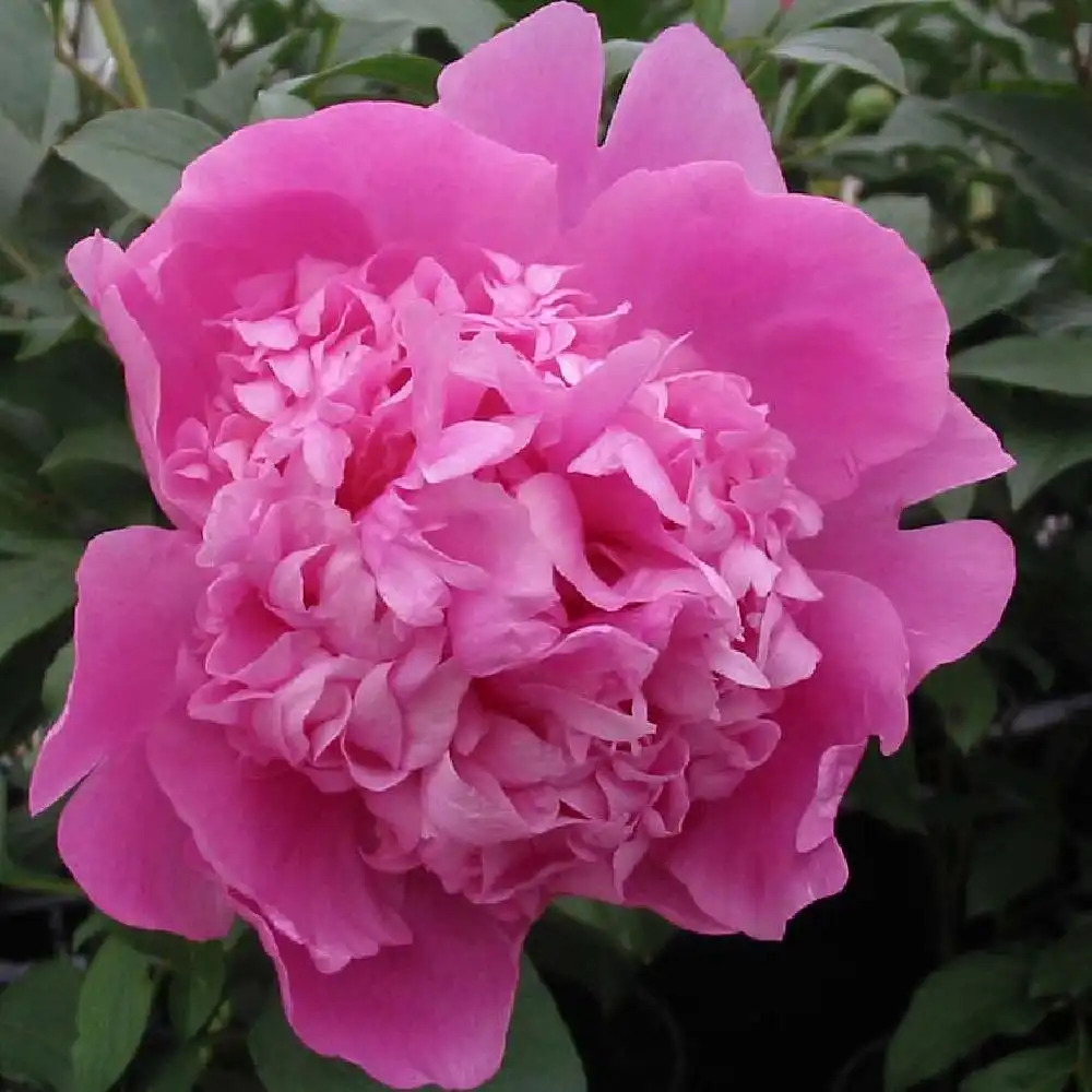 PAEONIA 'Monsieur Jules Elie'