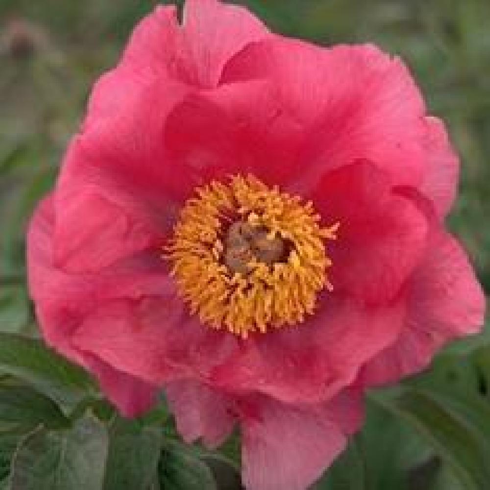 PAEONIA officinalis 'Mollis'