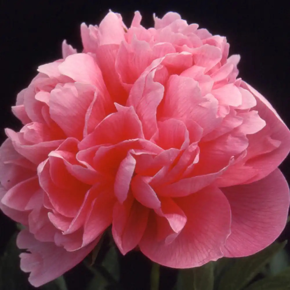 PAEONIA officinalis 'Rosea Plena'