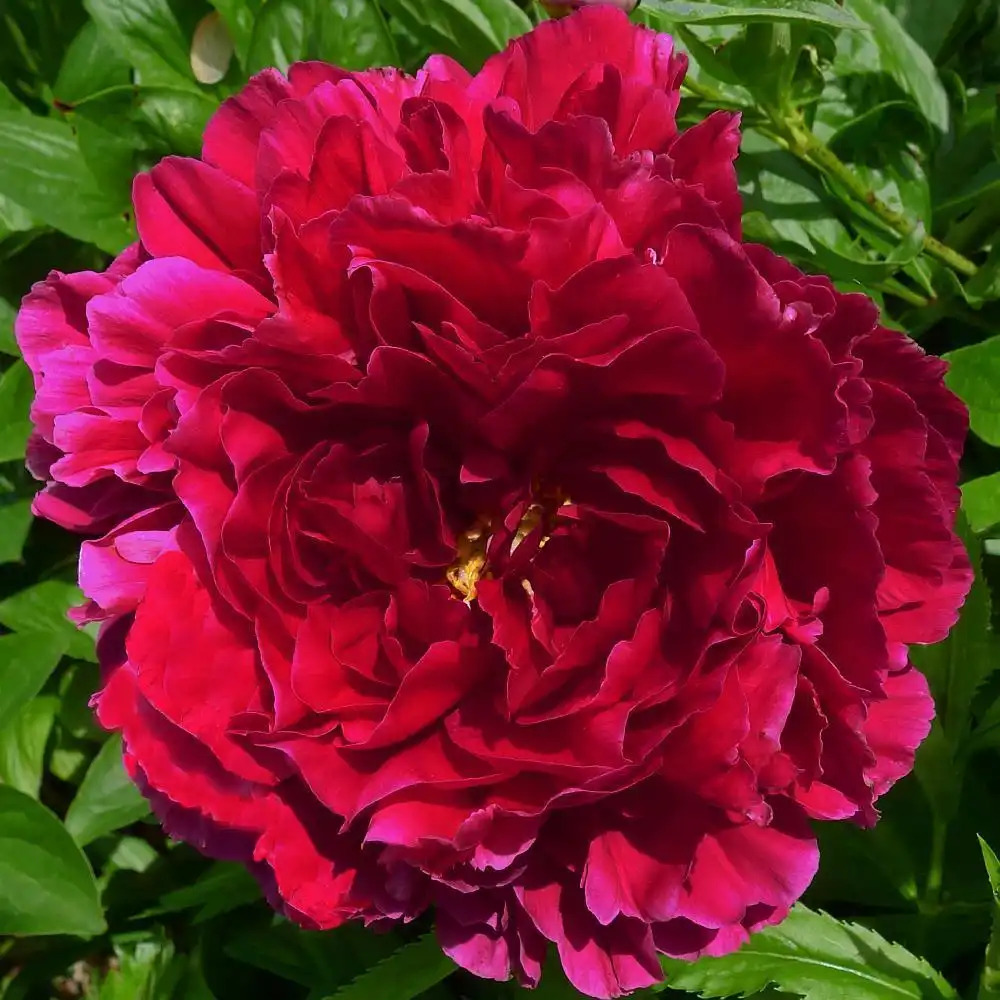 PAEONIA 'Old Faithful'