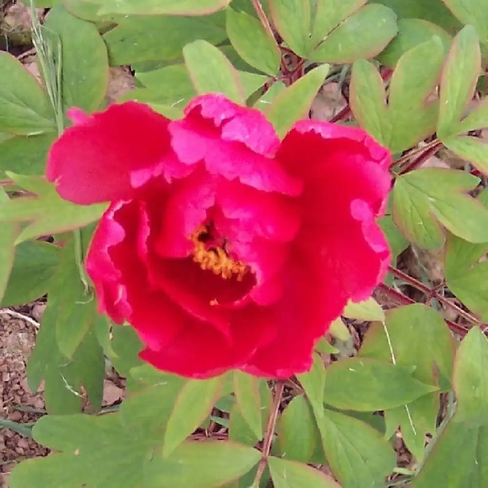 PAEONIA 'Ouki'