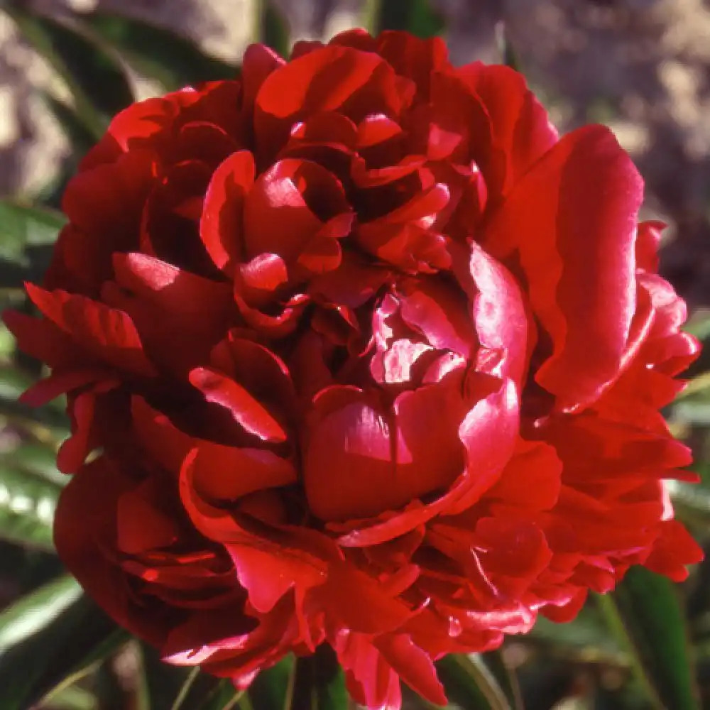 PAEONIA 'Peter Brandt'