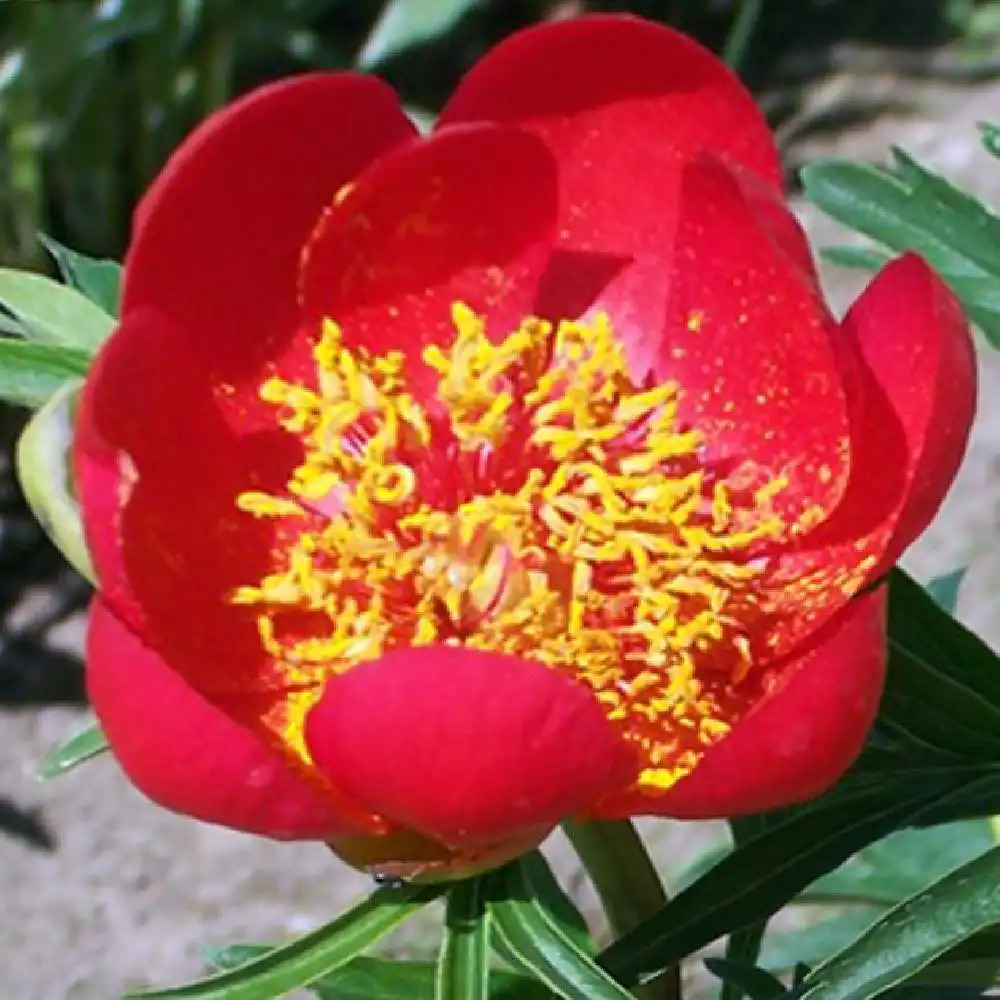 PAEONIA peregrina (lobata) 'Otto Froebel'