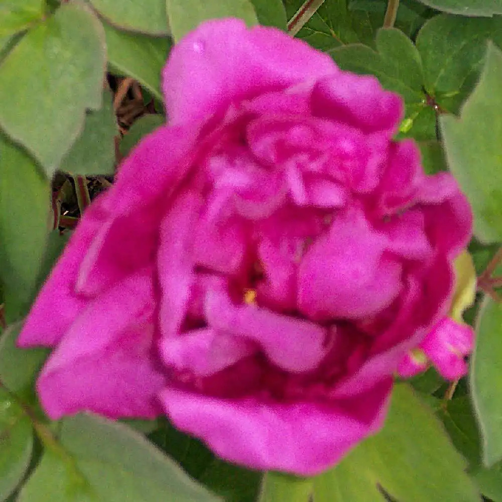 PAEONIA pourpre double