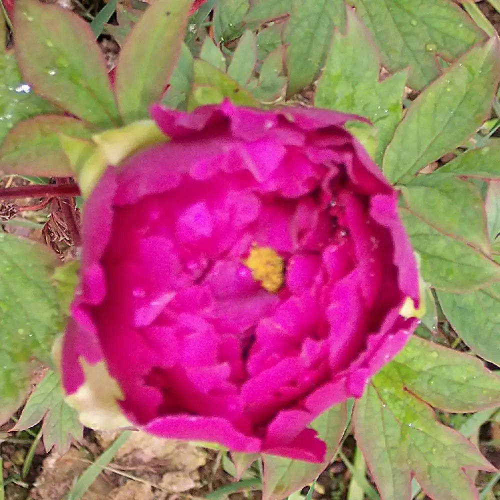PAEONIA pourpre simple