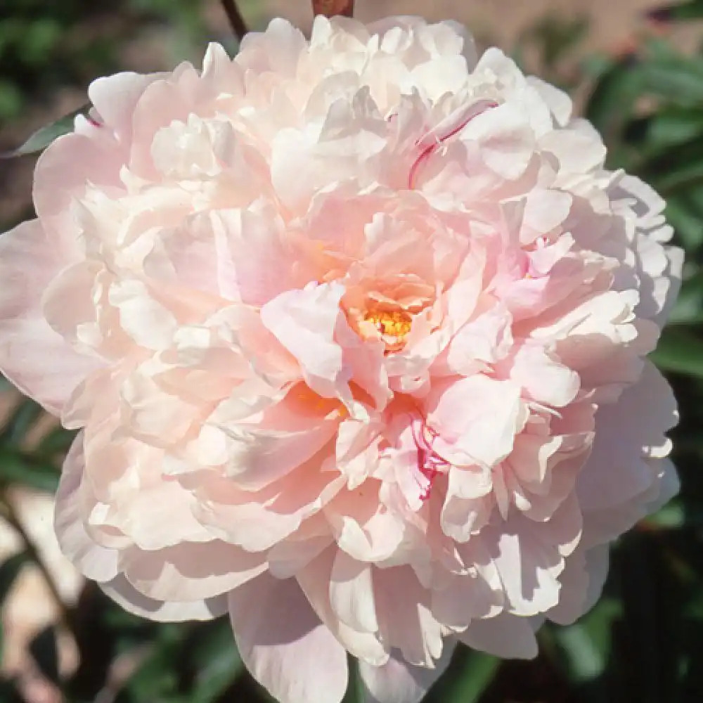 PAEONIA 'Reine Hortense'