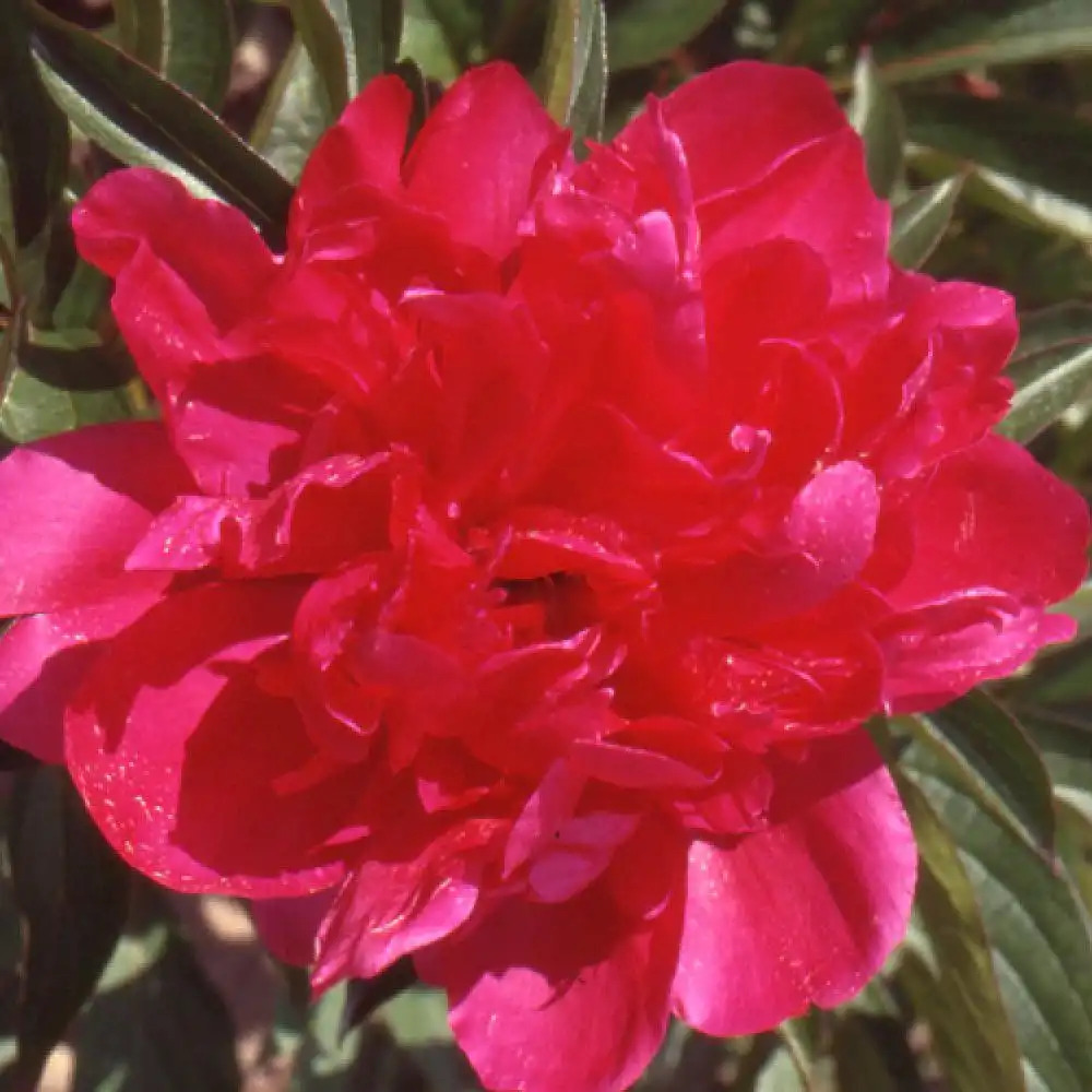 PAEONIA 'Richard Carvel'