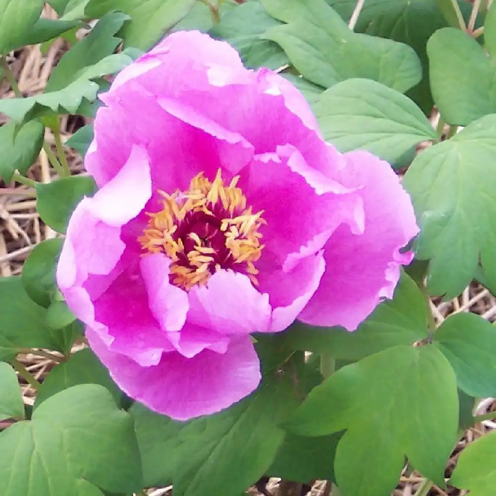 PAEONIA rose simple