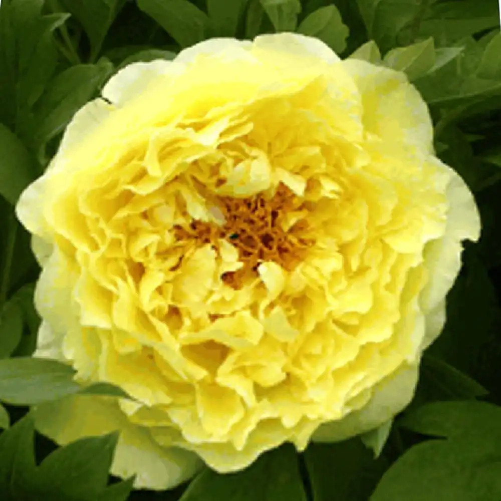 PAEONIA suffruticosa 'Alice Harding'