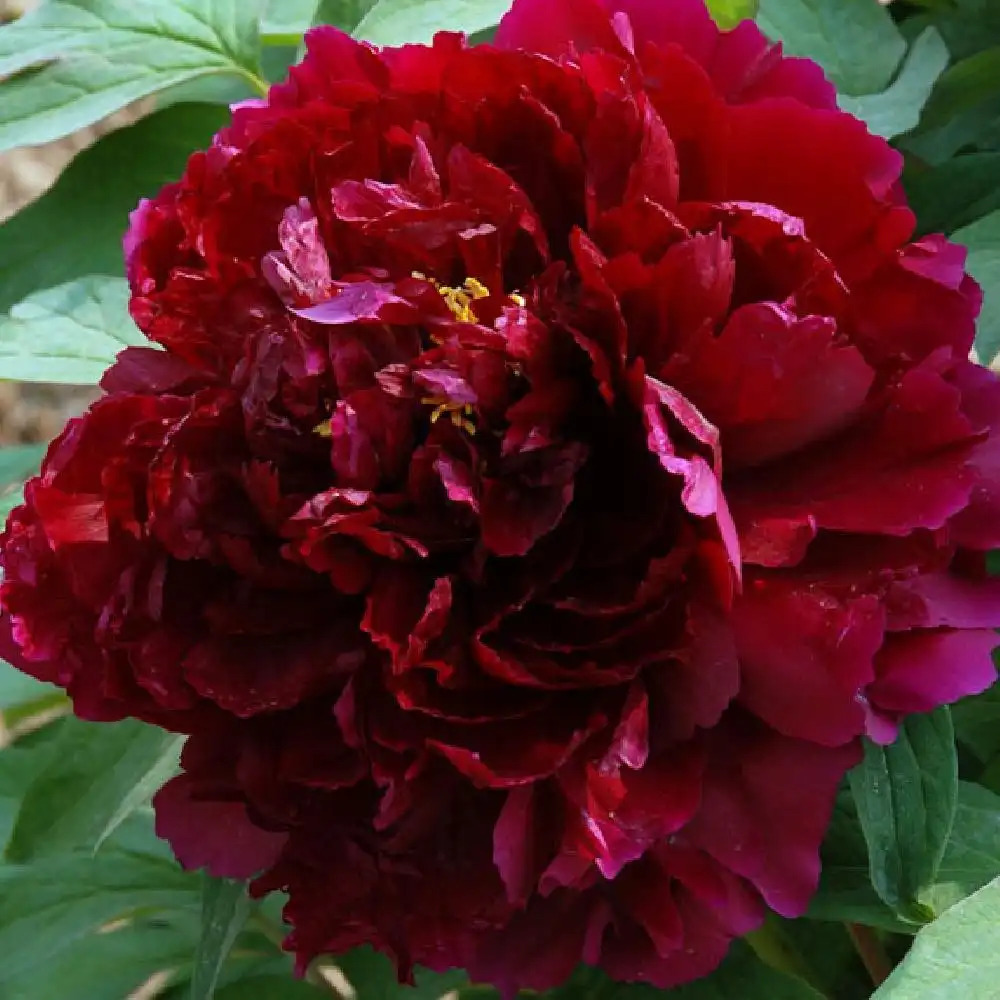 PAEONIA suffruticosa 'Bai Yuan Hong Xia'