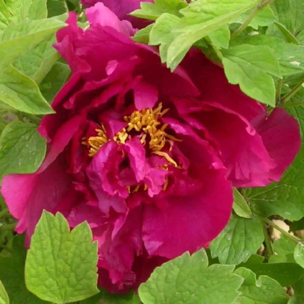 PAEONIA suffruticosa 'Cang Zhi Hong'