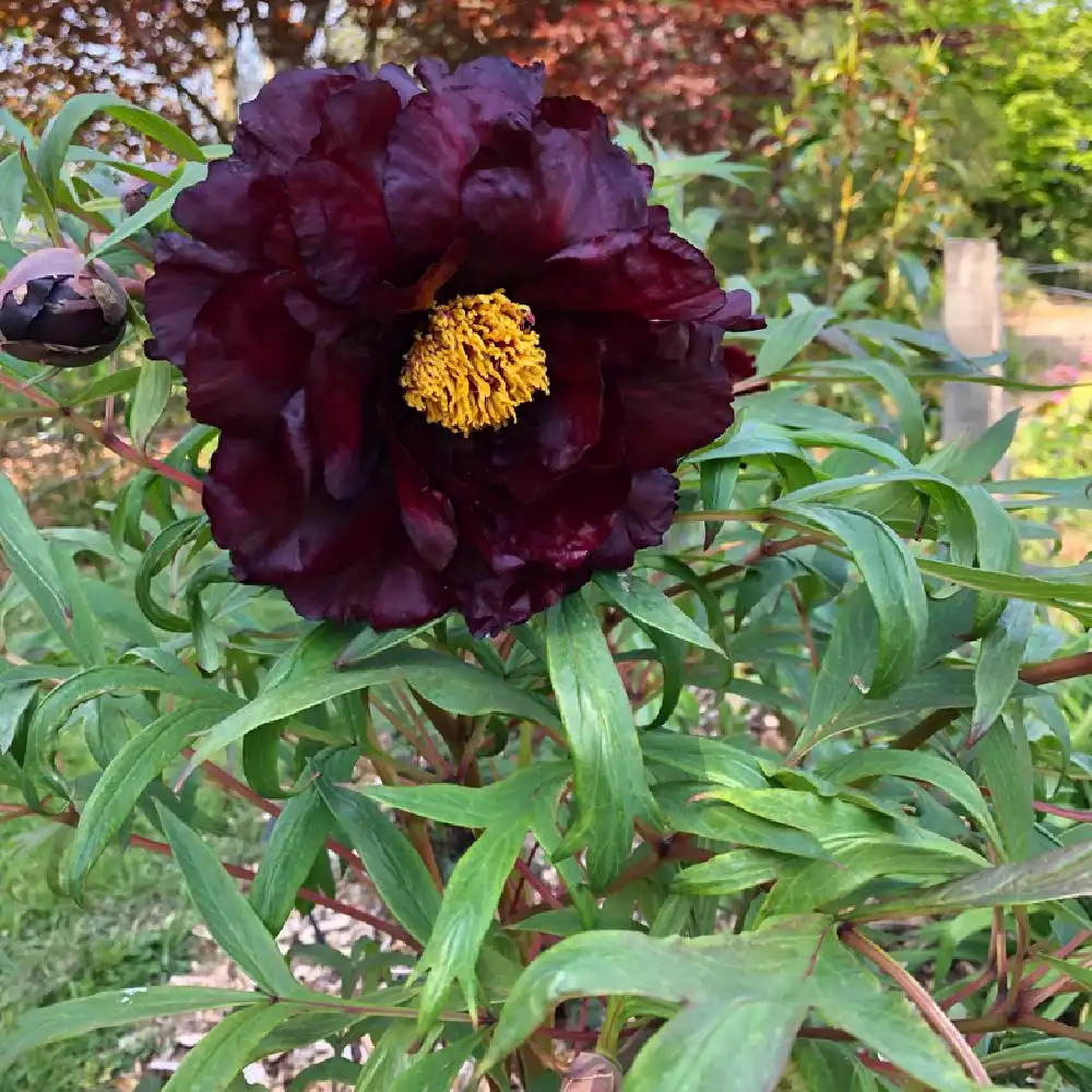 PAEONIA suffruticosa 'Chu Wu'