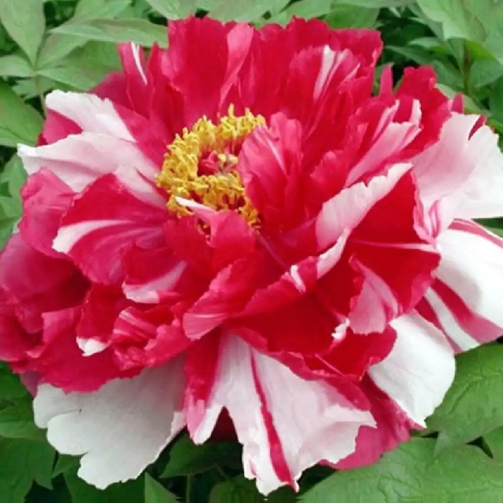 PAEONIA suffruticosa 'Dao Jin'