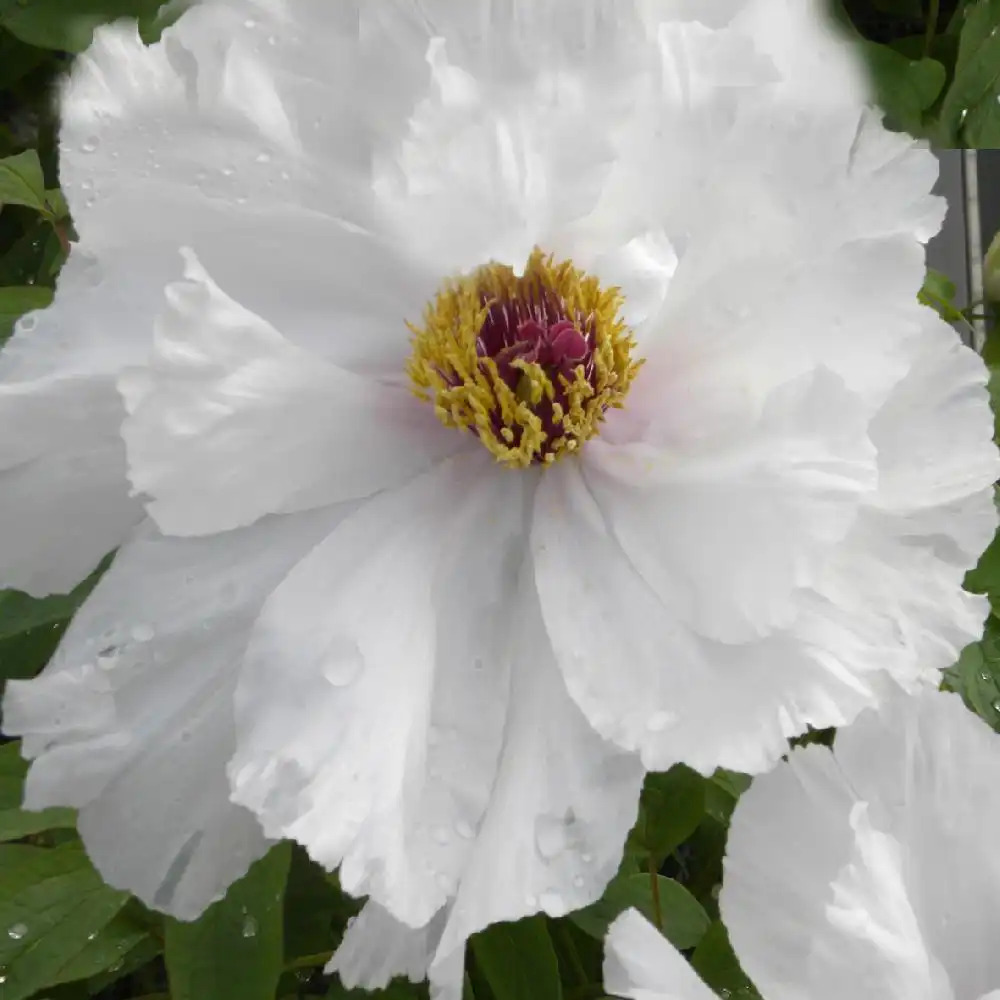 PAEONIA suffruticosa 'Feng Dan Bai'