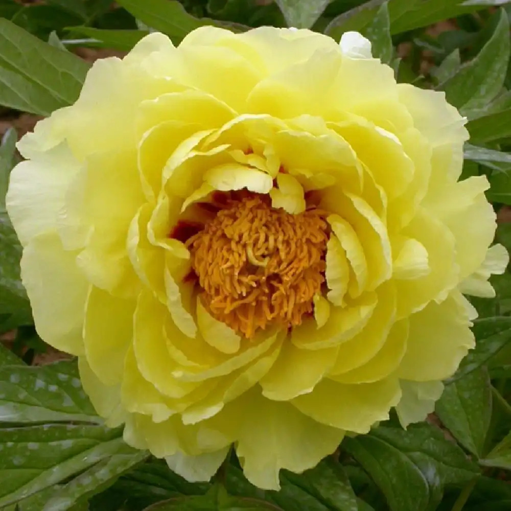 PAEONIA suffruticosa 'Hai Huang'