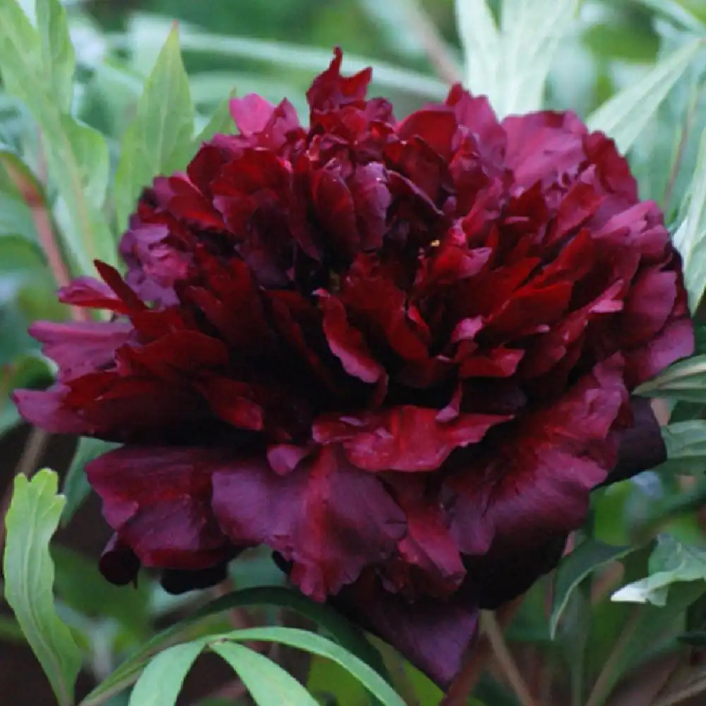 PAEONIA suffruticosa 'Hei Bao' - Pivoine arbustive - pépinières Lepage  Bretagne Bord de mer