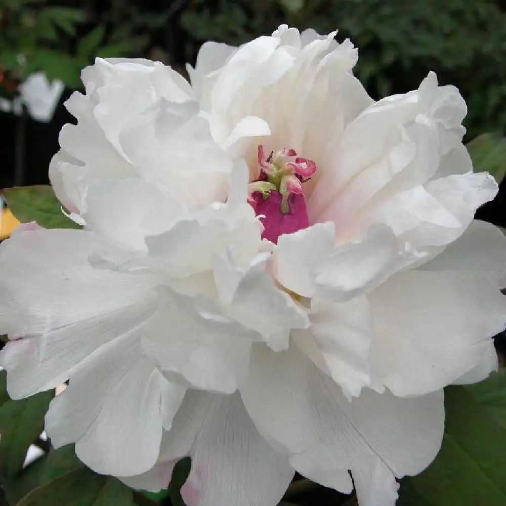 PAEONIA suffruticosa 'Jing Yu' - Pivoine arbustive - pépinières Lepage  Bretagne Bord de mer