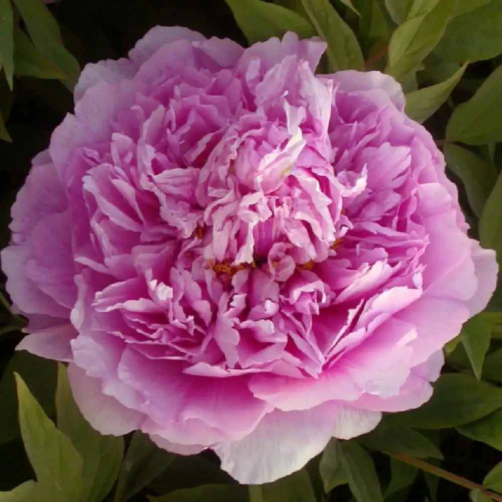 PAEONIA suffruticosa 'Ling Hua Zhan Lu'